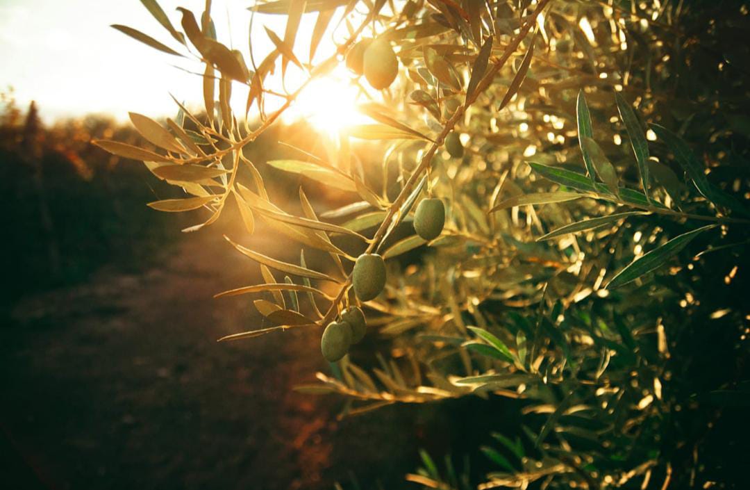 The Benefits of Olive Leaf Extract: Nature’s Ancient Remedy