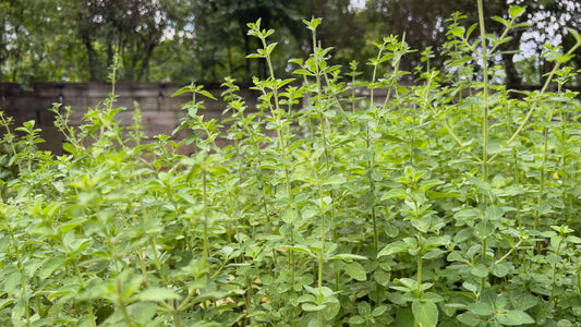 The Benefits of Oregano Oil: Nature’s Powerful Heale